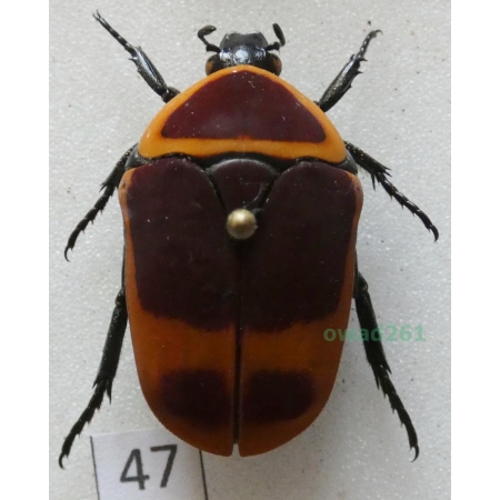 Pachnoda marginata peregrina Kolbe, 1906 ex. ovo Czad47